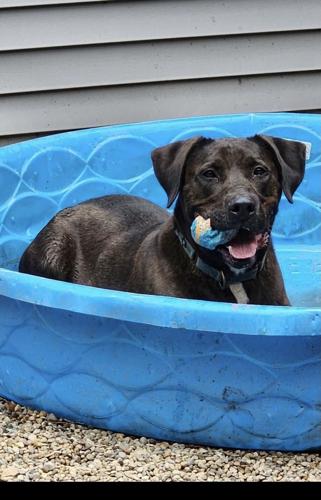 Moose_Pool.jpeg