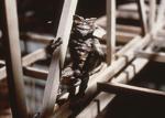 #93. Gremlins (1984)