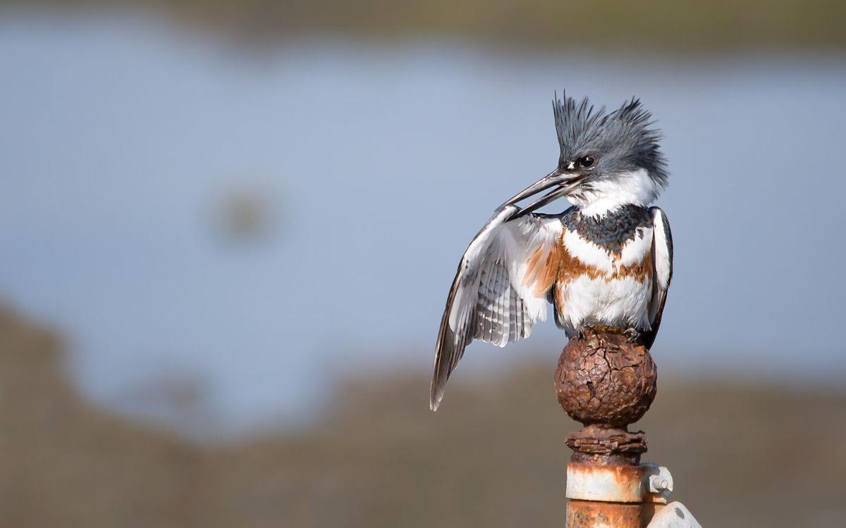 Belted kingfisher – Orange County Register