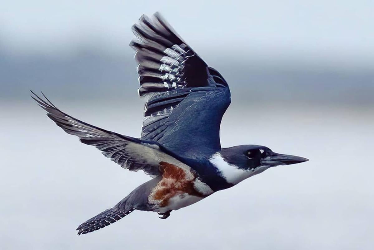 Conn: Why the belted kingfisher works for the Fighting Illini