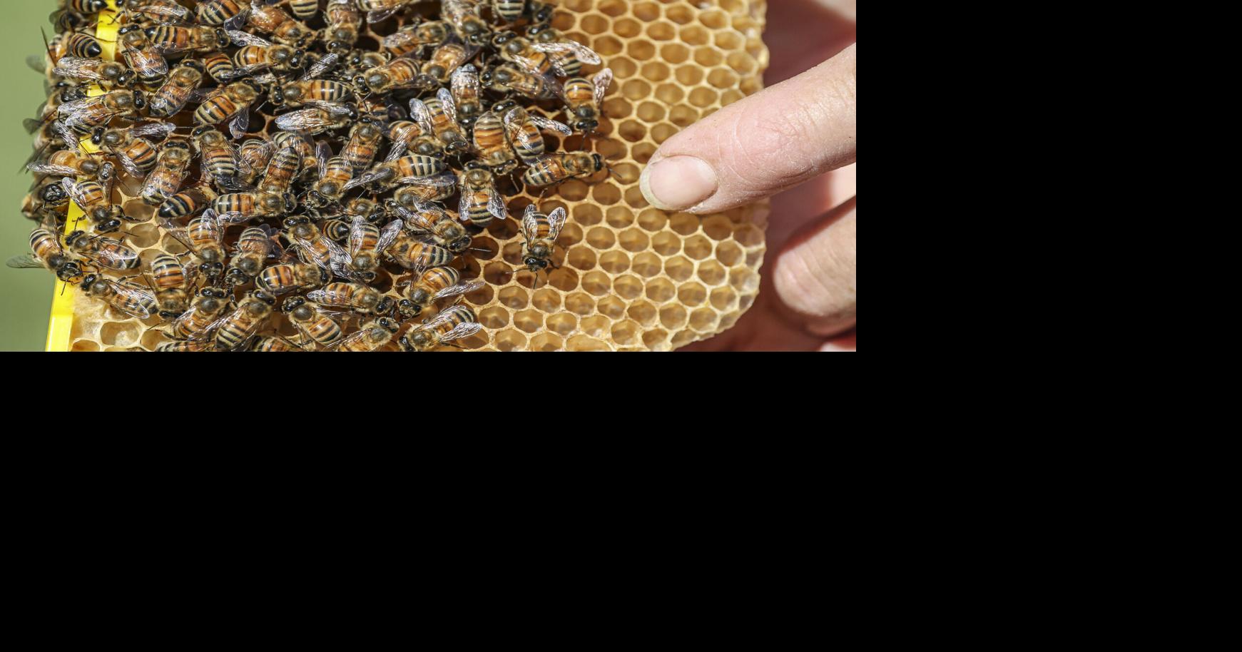 Central Illinois beekeepers buzzing strong through summer season