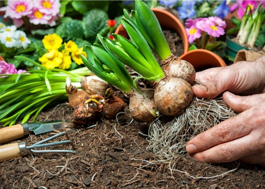 Lush How Do You Prepare Bulbs For Planting Design Digital Art Lush How Do You Prepare Bulbs For Planting Design Digital Art