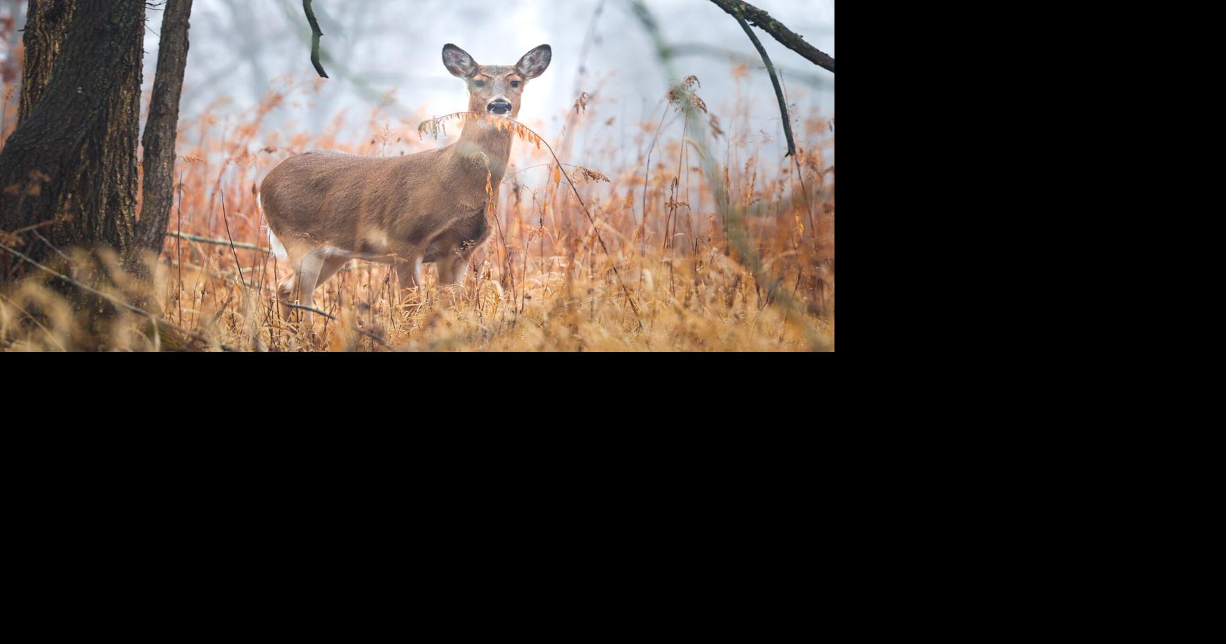 Grounded Living: A budget-friendly beginner food plot for Central Illinois whitetail deer season