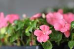 impatiens