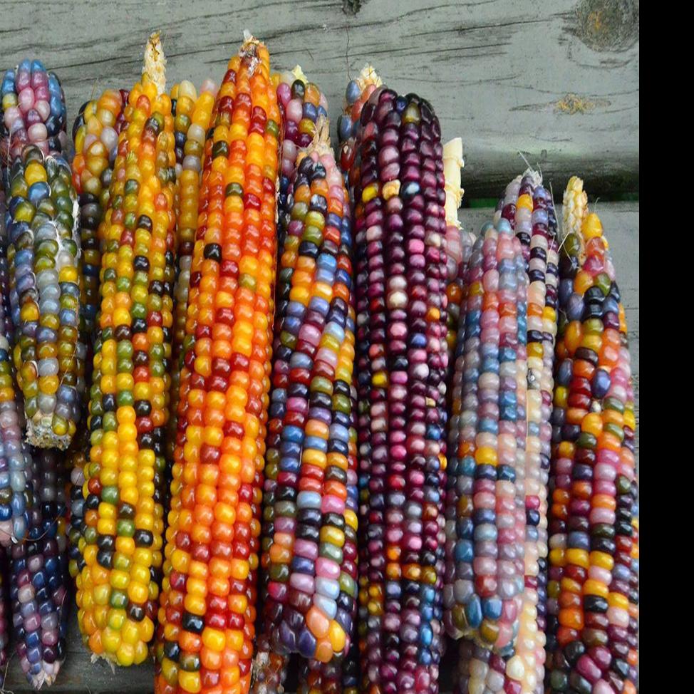 Blue And Purple Corn Pantagraph Com
