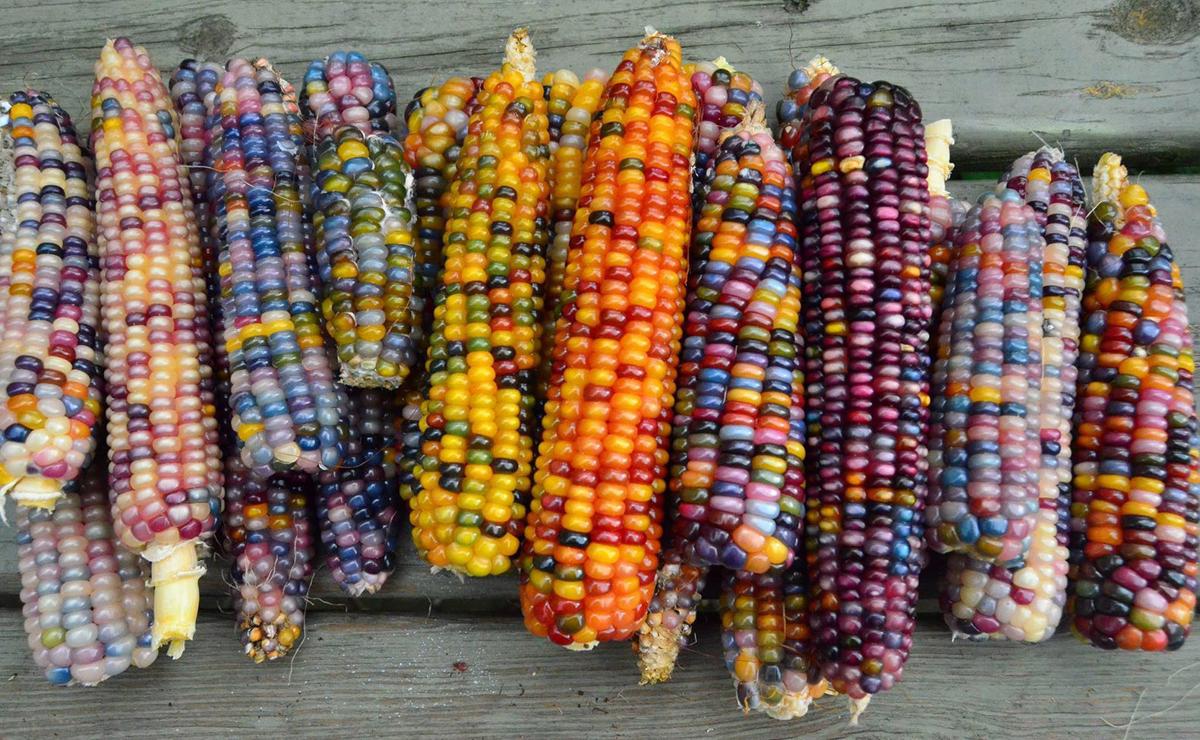 Blue and purple corn