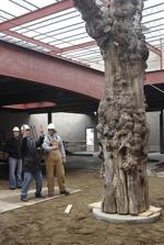 031507 Medici Tree 1 lac