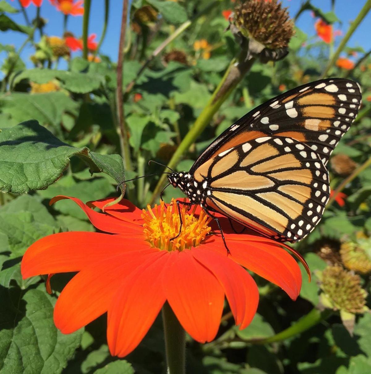 Allsup Plant Greenery To Help Monarch Butterflies Home Garden Pantagraph Com