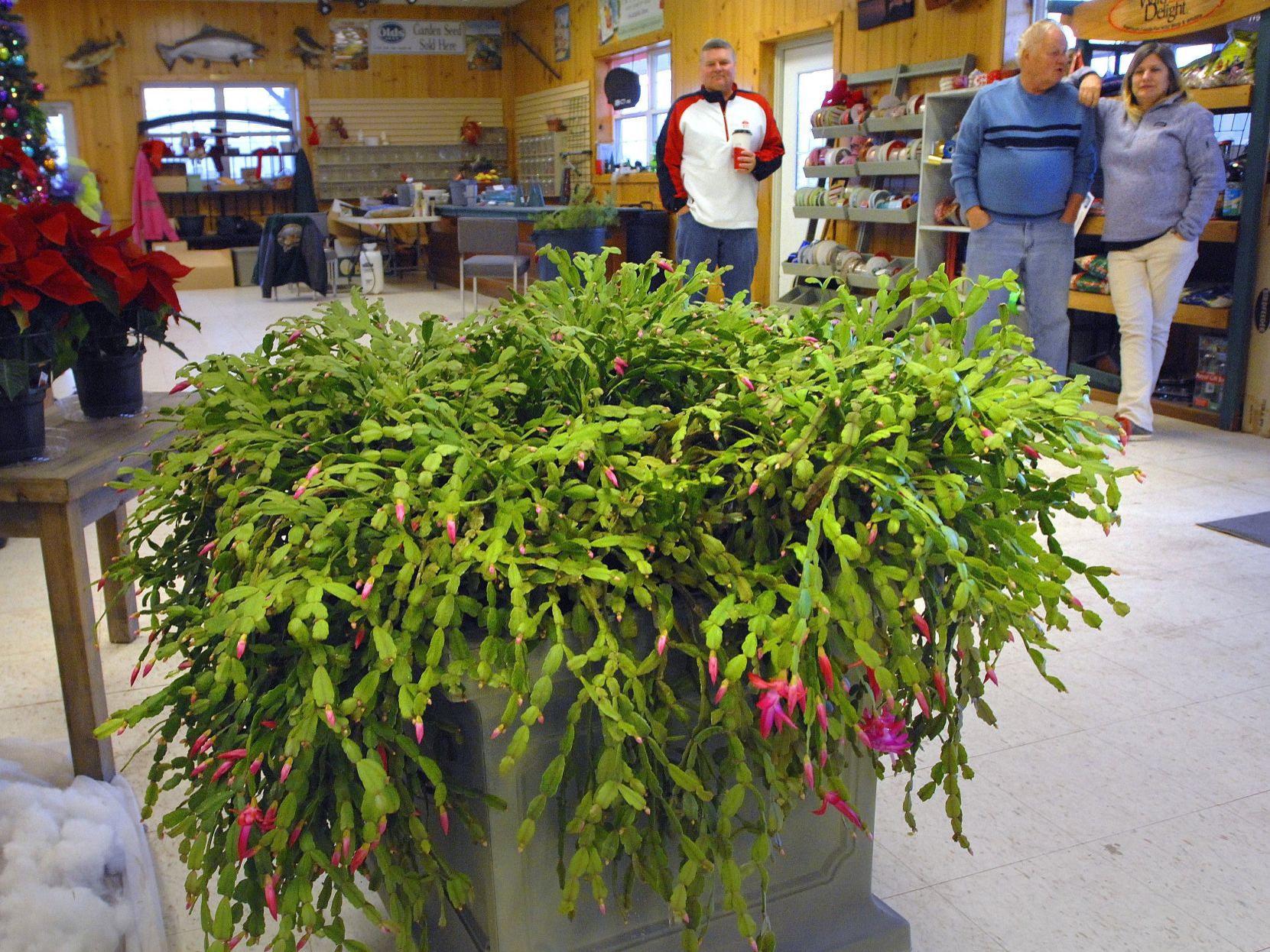 Historic Blooms Century Old Christmas Cactus Thrives In Bloomington Local News Pantagraph Com