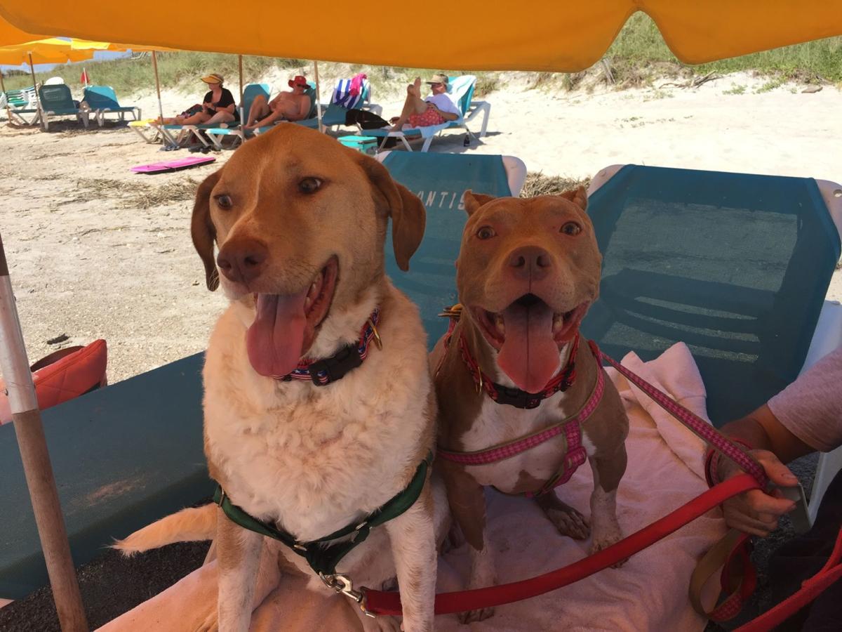North Carolina's Dog Friendly Coast (image)
