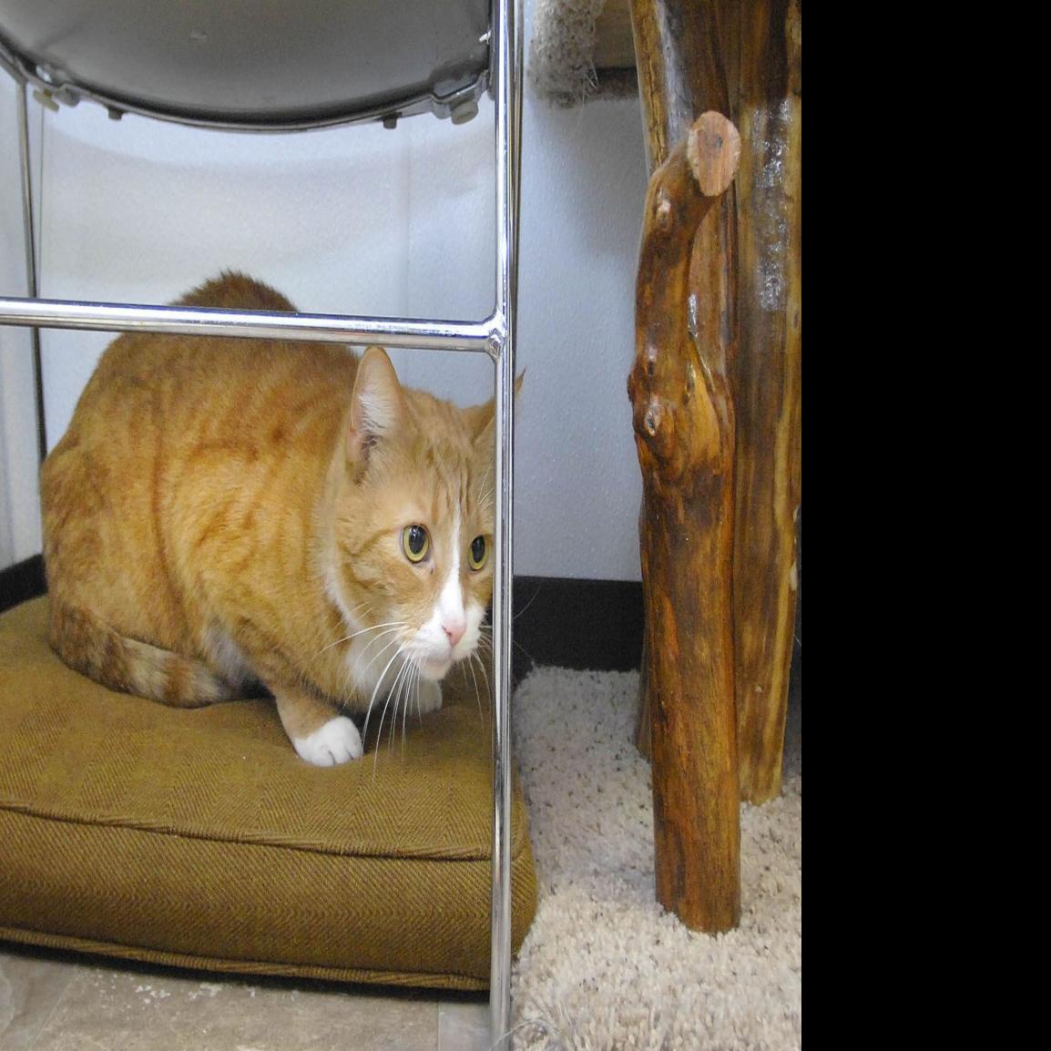 Animal Control Boosts Adoption Efforts Makes Local Connections