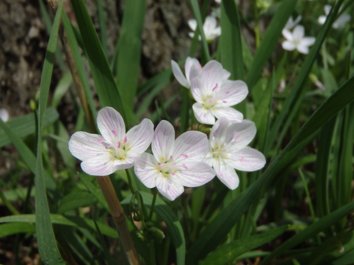 Photos Woodland wildflowers in Central Illinois News