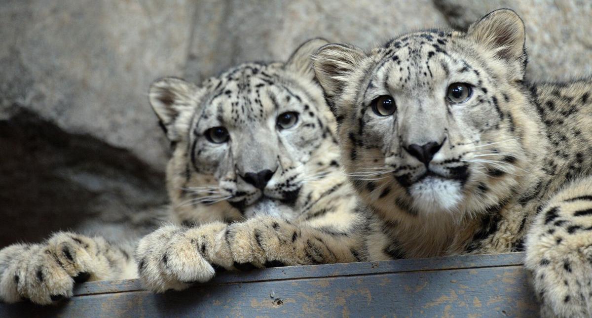 Milenka, Utah snow leopard, dies at age 15
