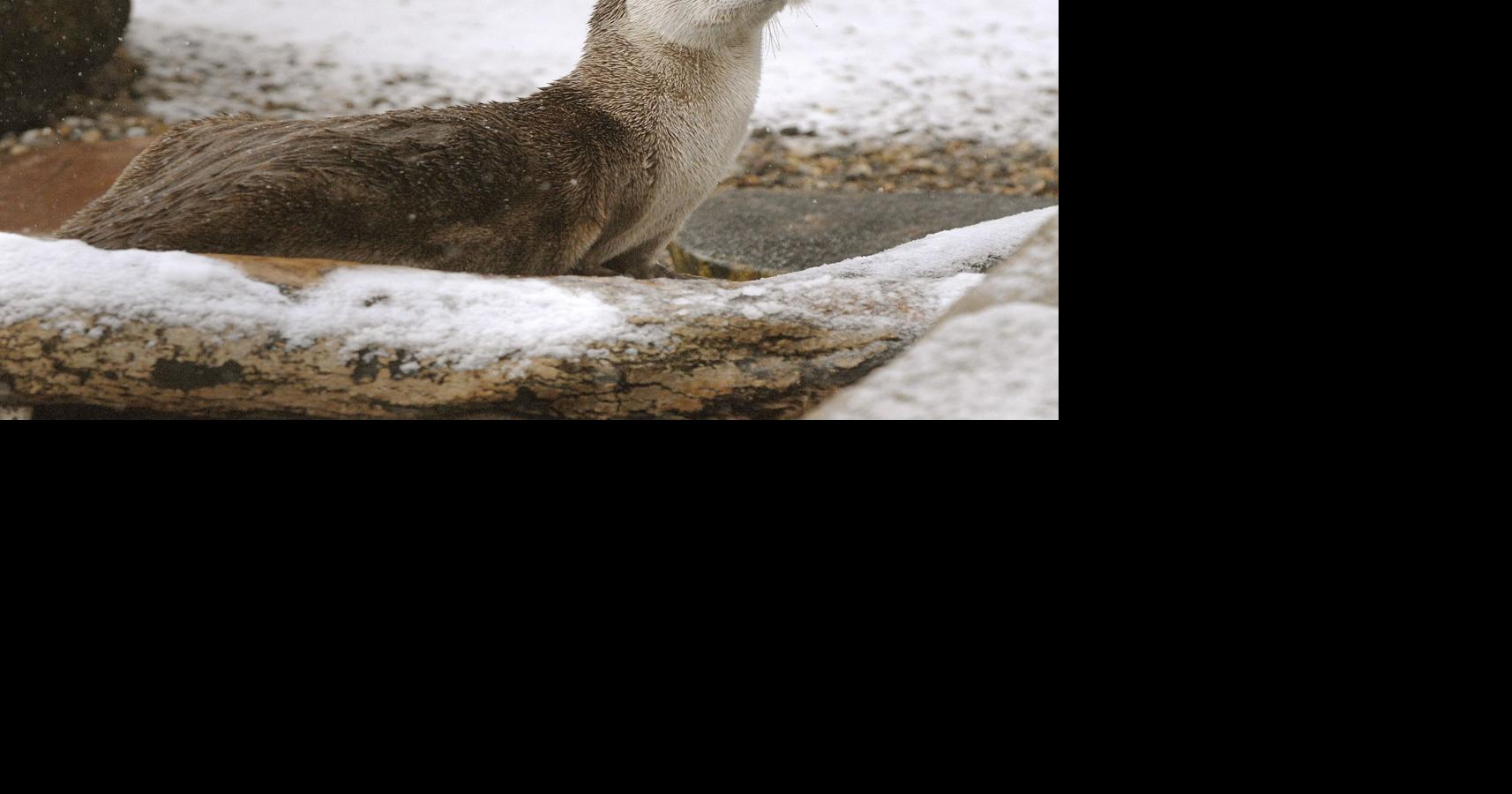 New project enlists 'citizen scientists' to help find river otters