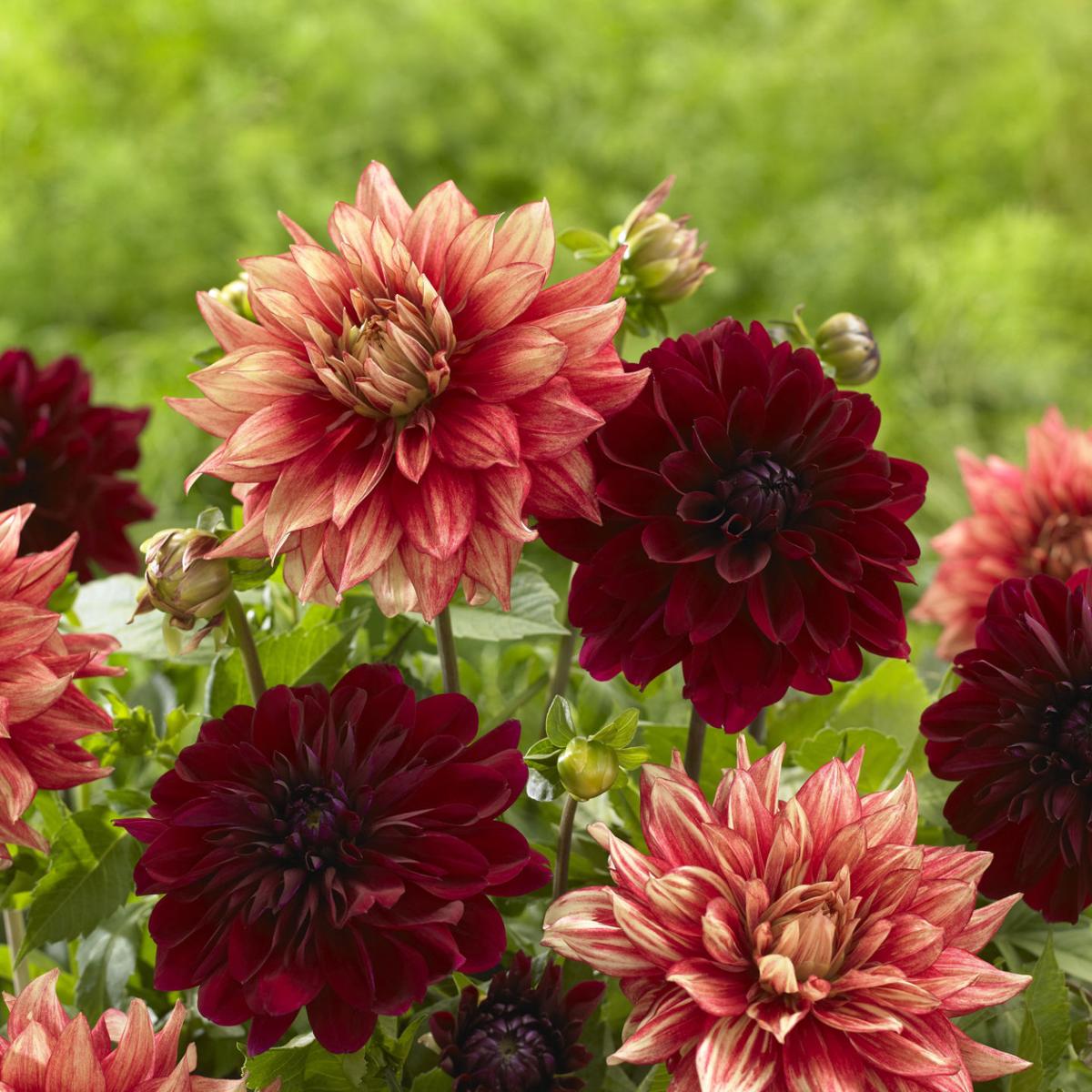 Garden Pick Me Ups Check Out These Items To Enhance Your Gardening Lifestyles Pantagraph Com