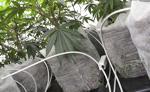 Watch now: Consolidation the future of cannabis in Illinois, association says