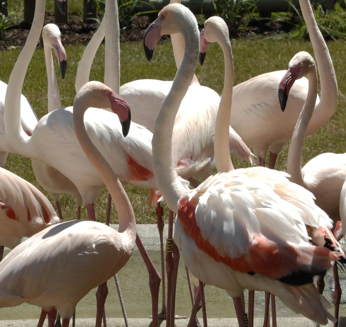 Zoo Expects Visitors To Flock To New Flamingo Exhibit Local News
