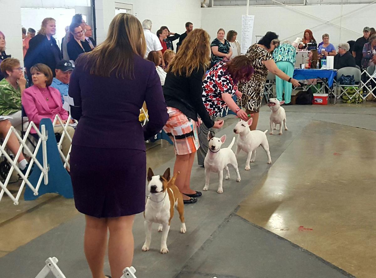 To the dogs 120 breeds compete at local show Local News