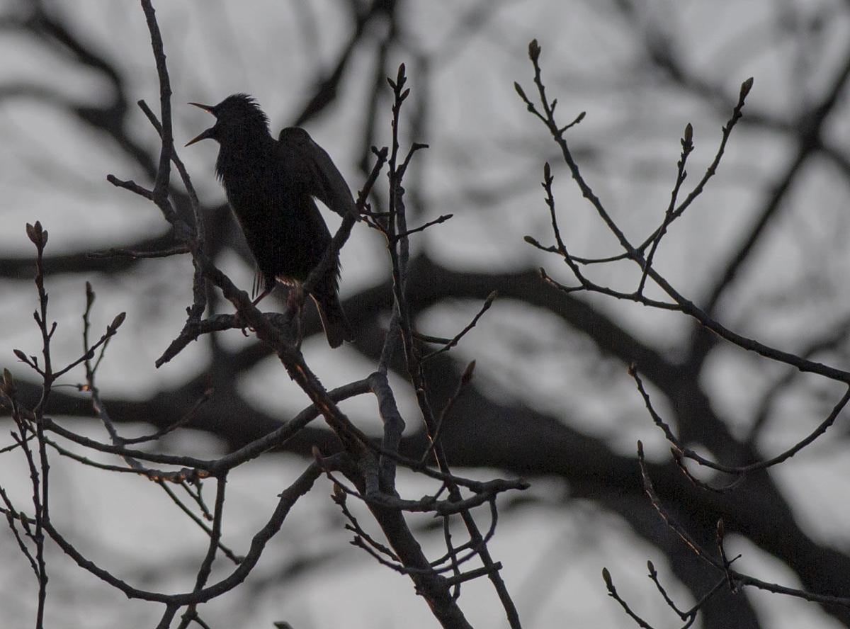 3 Central Illinois State Parks Open Friday With Limited Activities