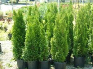Shrubs