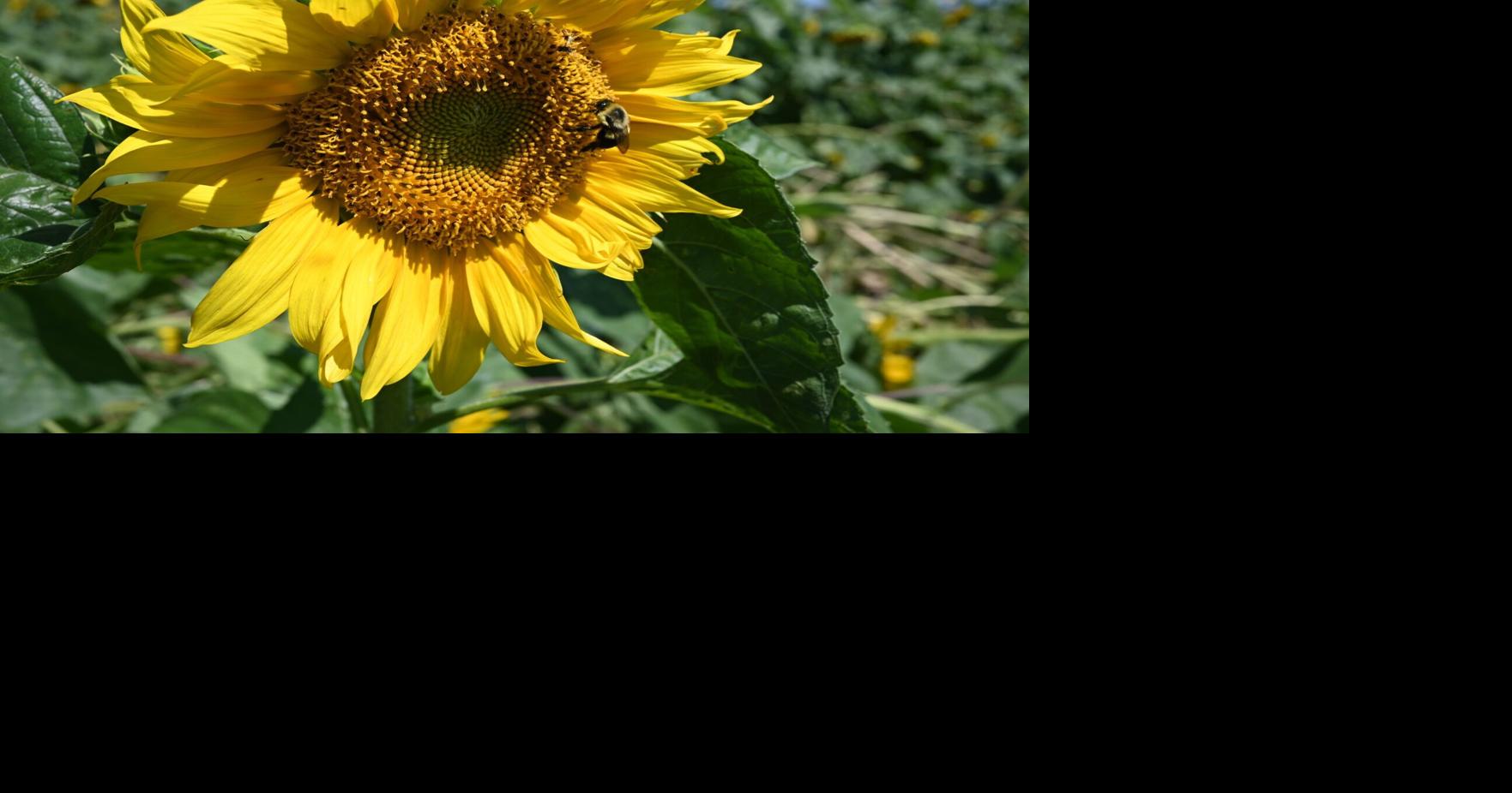 Sunflower Days Festival blooms at Rader Family Farms