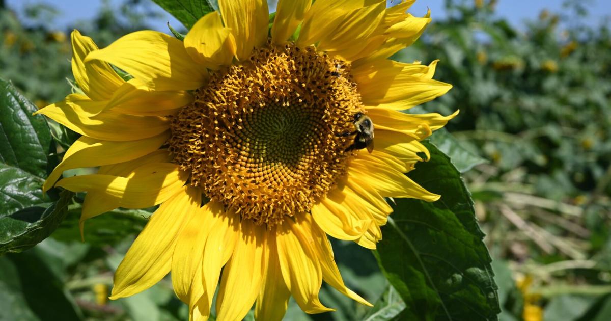 Sunflower Days Festival blooms at Rader Family Farms