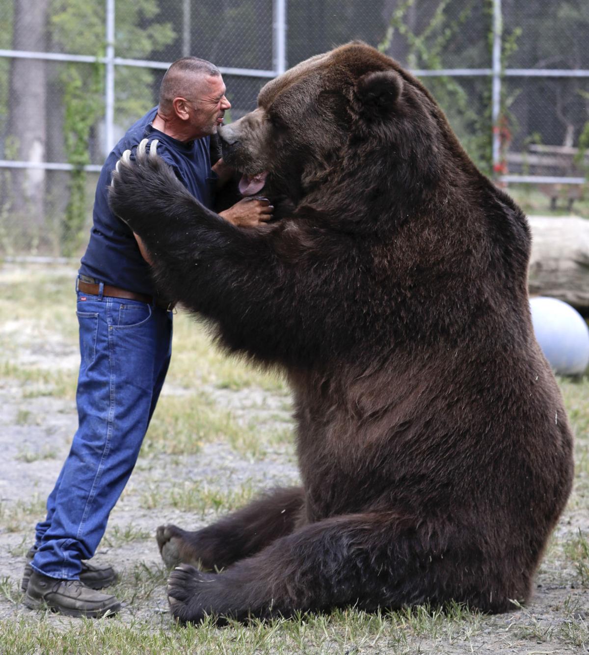 Bear with him Man grabs attention for hugging big bears