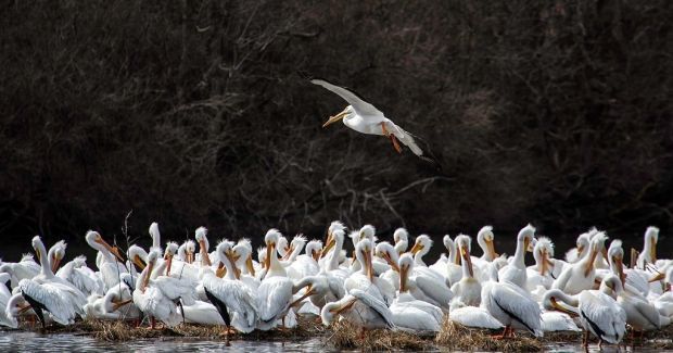white pelicans