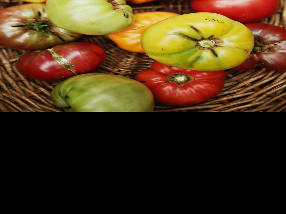 Tomato Man S Tasty Tips Lifestyles Pantagraph Com