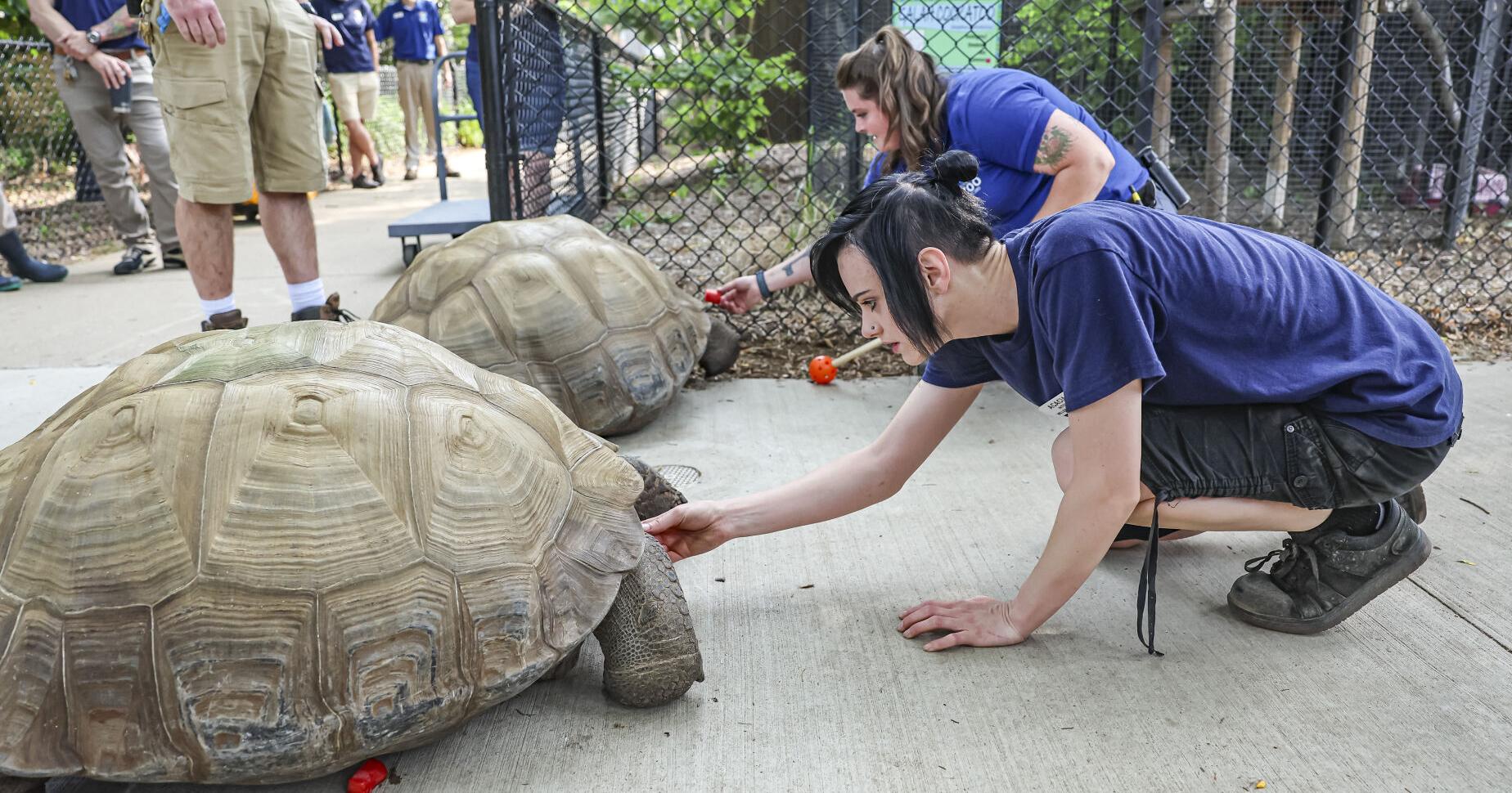 Miller Park Zoo prepares for South American exhibit unveiling - Vimarsana News
