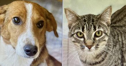 Meet the ARK Pets of the Week Meet the ARK Pets of the Week