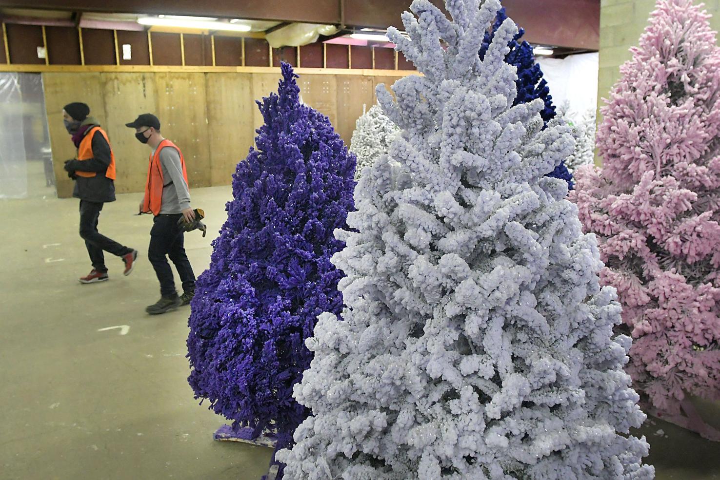 Watch now: Central Illinois live Christmas tree sales thriving in
