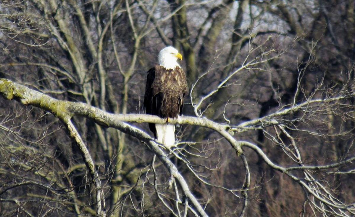 Flying High More Eagles Can Be Found Seen Throughout