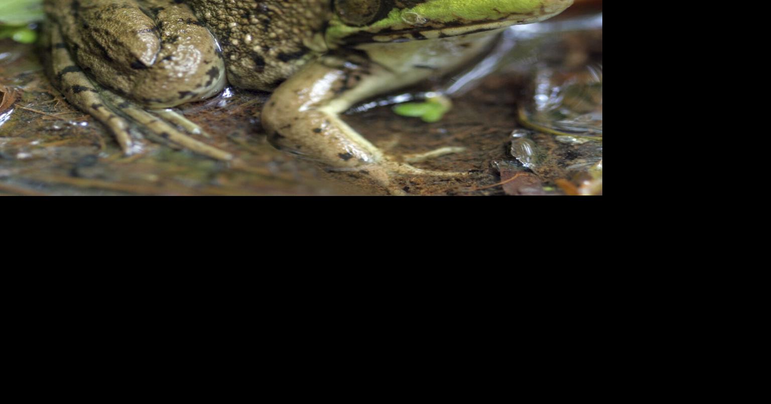 Grounded Living: Summer sights and sounds of frogs and toads