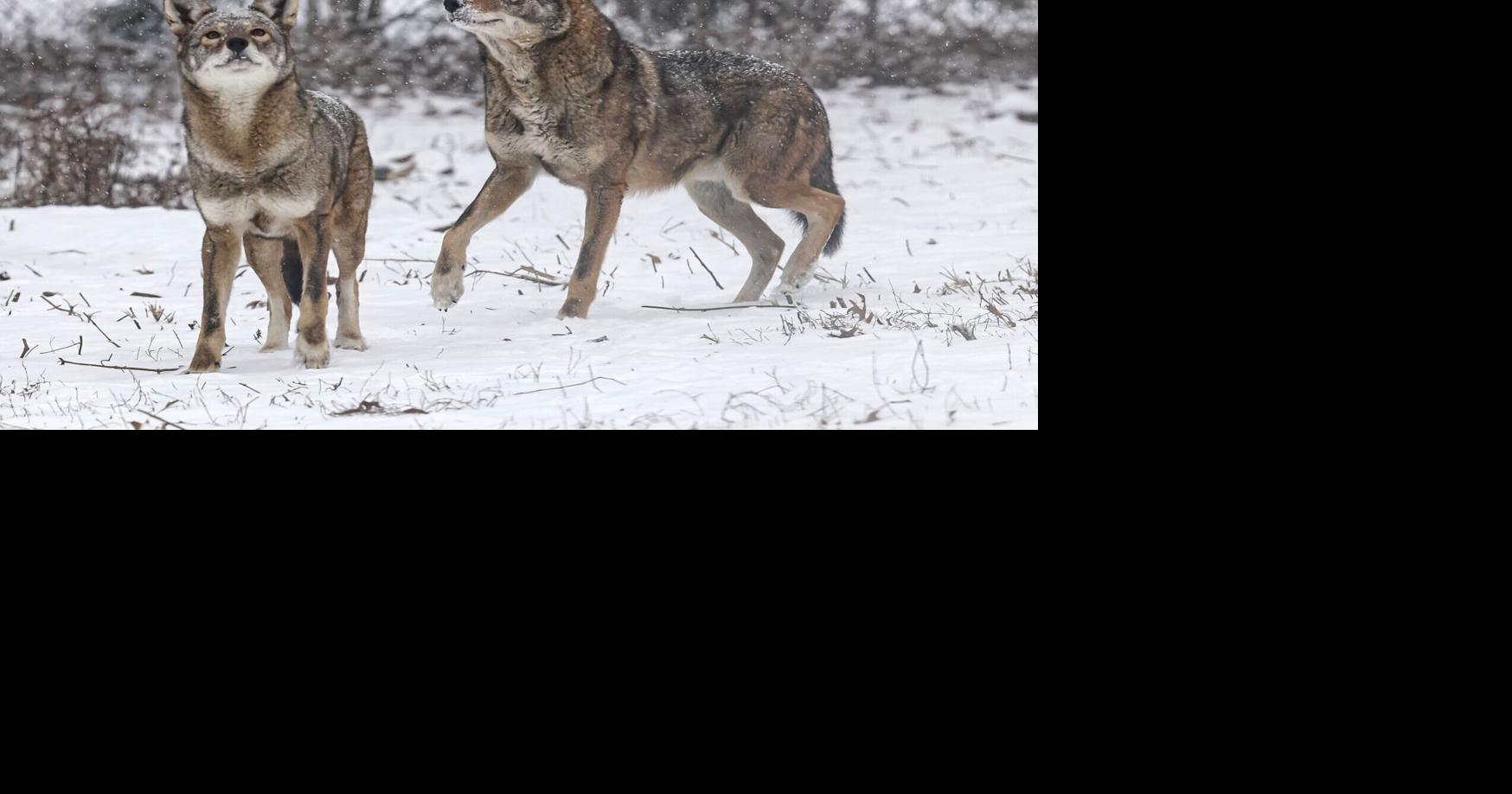 Free Fridays in February available at Miller Park Zoo