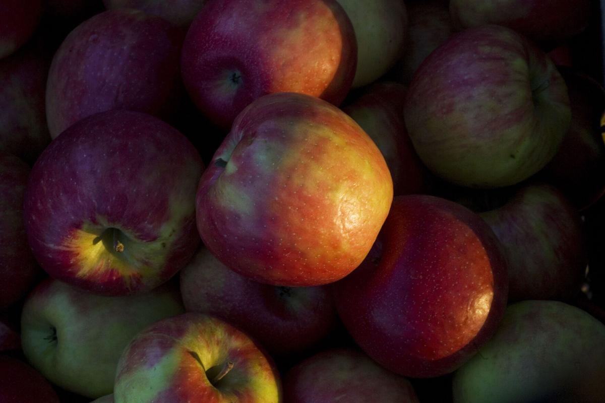 Where to score fresh Honeycrisp apples around Indianapolis