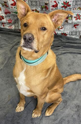 Scrappy Doo.jpg
