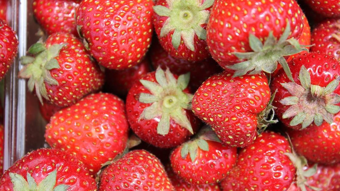 Midwestern strawberry season kicks off summer for eager cooks | Food and Cooking
