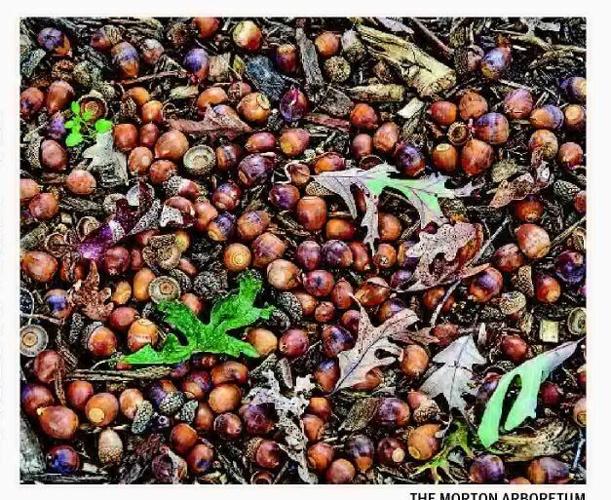 A season chock full o' nuts