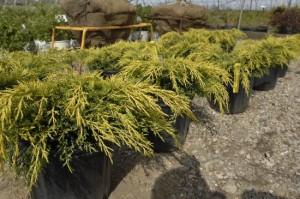 Shrubs