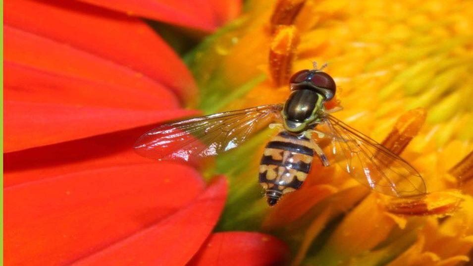Allsup Hover Flies Are Pests Worth Saving Home Garden Pantagraph Com