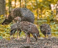 Leave the Leaves and Give Winter Wildlife a Home