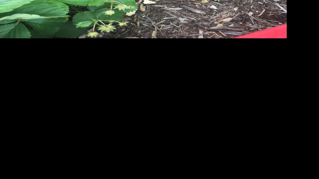 Allsup: Expanding strawberries and blueberries | Home & Backyard