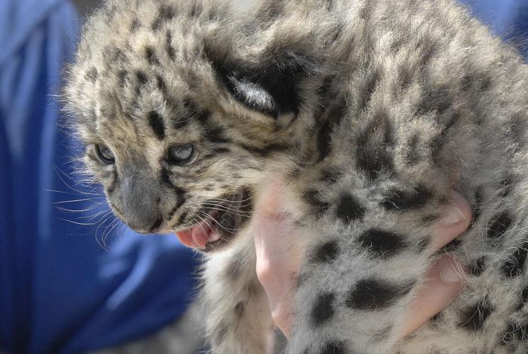 Snow leopard known for her 7 healthy cubs dies after cancer Zoo snow leopard  Cancer snow leopard AP