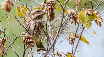Grand Prairie Bird Alliance Fall Bird Outing, Oct. 10