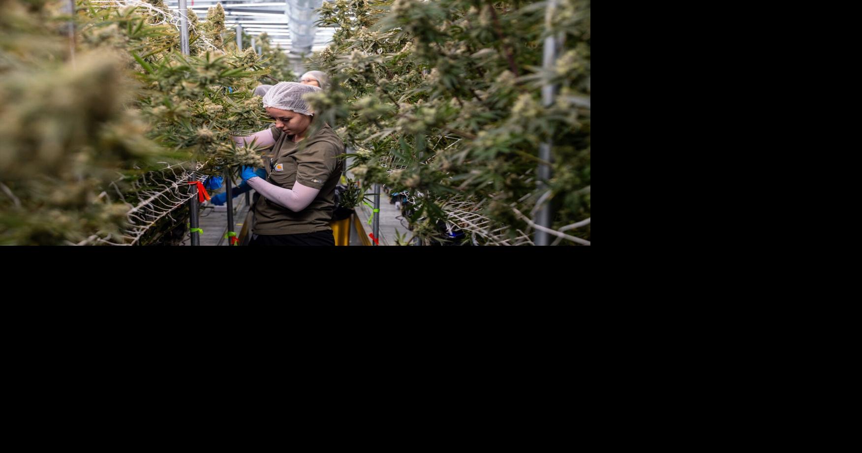 Cannabis growers want the option of cultivating outside, but state regulators keep trying to stop it