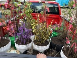 Tree Storage Workday – Shed: June 26, 2026 (9:30am-12pm)