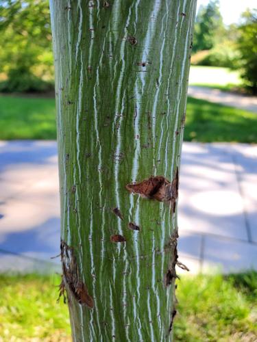 Gardener: Tree-bark colors, textures ready for their close-up – Daily Local