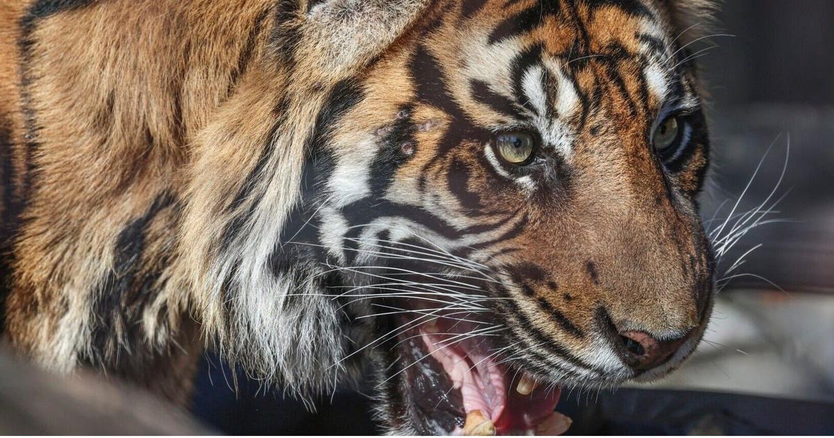 Tiger Deth Bloomington's Miller Park Zoo announces death of tiger