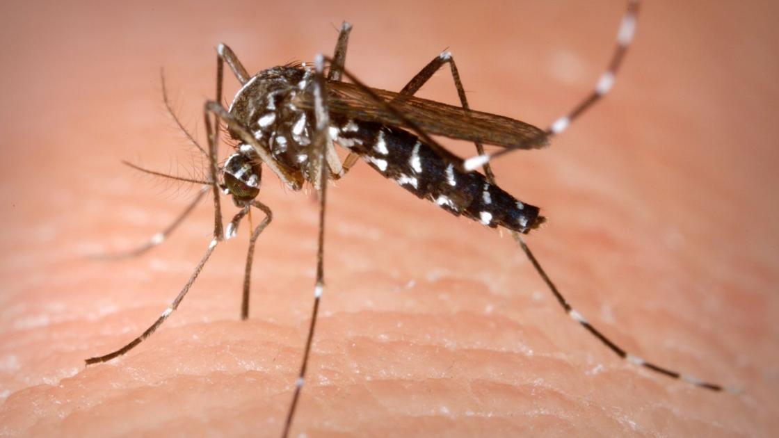 Illinois illnesses from insect bites increased by 58 percent over 10 years | State-and-regional | pantagraph.com